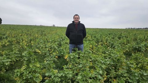 Cet hiver, le couvert de David était essentiellement composé de moutarde, trèfle d’Alexandrie, tournesol et sarrasin. Seule la moutarde a résisté aux températures négatives. Cet hiver, le couvert de David était essentiellement composé de moutarde, trèfle d’Alexandrie, tournesol et sarrasin. Seule la moutarde a résisté aux températures négatives.